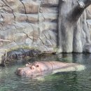 아라마루 카페 | 사천 아이랑 가볼만한 곳｜아라마루 아쿠아리움 하마 실물 후기