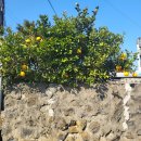 산양민박 | 제주도 3박 4일 여행 Ep.4 _ 2일차 (1) 코스 정리