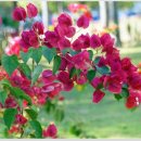 돌나라 해외농업 브라질 농장 꽃 - 부겐빌레아(Bougainvillea) 이미지