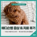 파란동물병원 | 말티푸 강아지 에디슨병 ( 부신피질기능저하증 ) 증상과 치료 후기