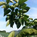 조아농장 이미지