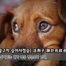 활구자 승어사정승( 살아있는 개가 죽은 정승보다 낫다) 이미지