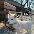 운정한빛동물병원 | 일산 동물병원 추천 운정한빛동물병원 진료시간비용위치리뷰