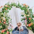 수유동꽃집 꽃닮 꽃을닮아가다 가격 위치 영업시간