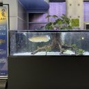 섬진강어류생태관, 다채로운 문화체험 제공- 특별기획전 '용 날아 오르다' ' 야생화, 향기로 피어나다' 이미지