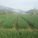 다마내기 이미지