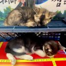 곰할인마트2 이미지