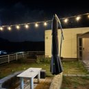 레몬향데이지 이미지