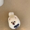 위드퍼피숑 이미지