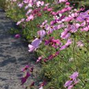 청양 3리 이미지