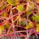 중앙탑면막국수 이미지