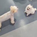 뛰뛰 강아지 놀이터 이미지