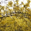 봄, 희망의소리 이미지