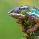 카멜레온 이미지