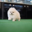 베이비몽 강아지분양 인천청라점 이미지