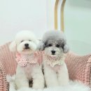 원펫살롱