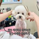 개운하개 | 광주 애견미용 잘하는곳 남구 주월동 개운하개