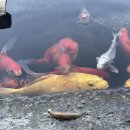 수목원생활온천 앞 이미지