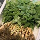 산지직송 농가의자부심 새싹삼 새싹인삼 100뿌리 선물세트