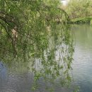 버드나무 이미지