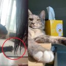 스윗펫 이미지