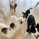 슈퍼해피독 이미지