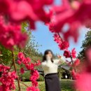 운림 | 진도가볼만한곳 운림산방 후기｜봄꽃 여행 데이트장소 추천