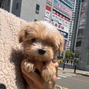 하나행운켄넬 | 성북구강아지무료분양 말티푸
