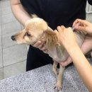 차이 동물병원 이미지