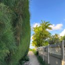 양남주유소 | 하와이 6박8일 일정 신혼여행 Day6 KCC파머스 마켓/ 하나우마베이/ 72번국도드라이브/ 할로나블로우홀