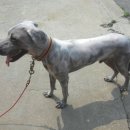 이쁘개 이동미용 이미지