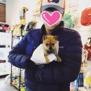 스타멍스 | 시바견 분양후기 스타멍스 인천점