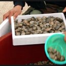 하전어촌체험마을 이미지