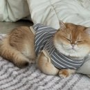 슬로우도 | 급체 방지 강아지 고양이 각도조절 슬로우식기 사용후기