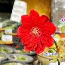 하늘바람꽃농원 이미지