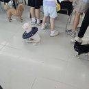 아잉독 애견카페 이미지