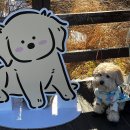 달리애견 | 서울 근교 애견 동반 오프리쉬 가능! 춘천 강아지 숲 방문 후기