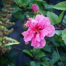 환타지아 이미지