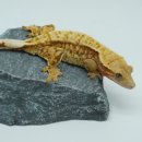 햄스터분양 베이비초롱 이미지