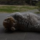 까사인 제주 이미지