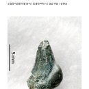 공룡 이빨 화석 [중생대 백악기 / 경남 하동 / 김현대] 이미지