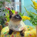 빵빵 | 마드모아젤 빵빵방석 후기｜미끄럼방지 되는 고양이 방석 추천