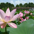 수원-1376 이미지