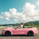 오픈카서비스 | 사이판머스탱렌트 뚜껑 열고 달리는 사이판, 오픈카 로망 실현 인생샷 한가득 후기