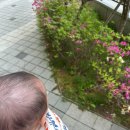 왠보보 | 보보쇼즈 블랭킷 무슬린 아기 속싸개 애착이불 내돈내산 (리본/불꽃/모닝에그 패턴)