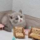 라온캣 대구고양이분양 낭만펫 강아지분양 대구점 이미지