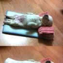 개팔자상팔자 이미지