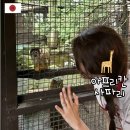 초원카 | 후쿠오카 근교 아프리칸 사파리 비오는 날 렌트카 투어 후기 및 입장료, 정글버스, 먹이주기 체험 총정리