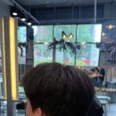 다운& | 당산미용실 바운스플로 남자 다운펌 후기