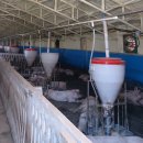 용인양돈 이미지